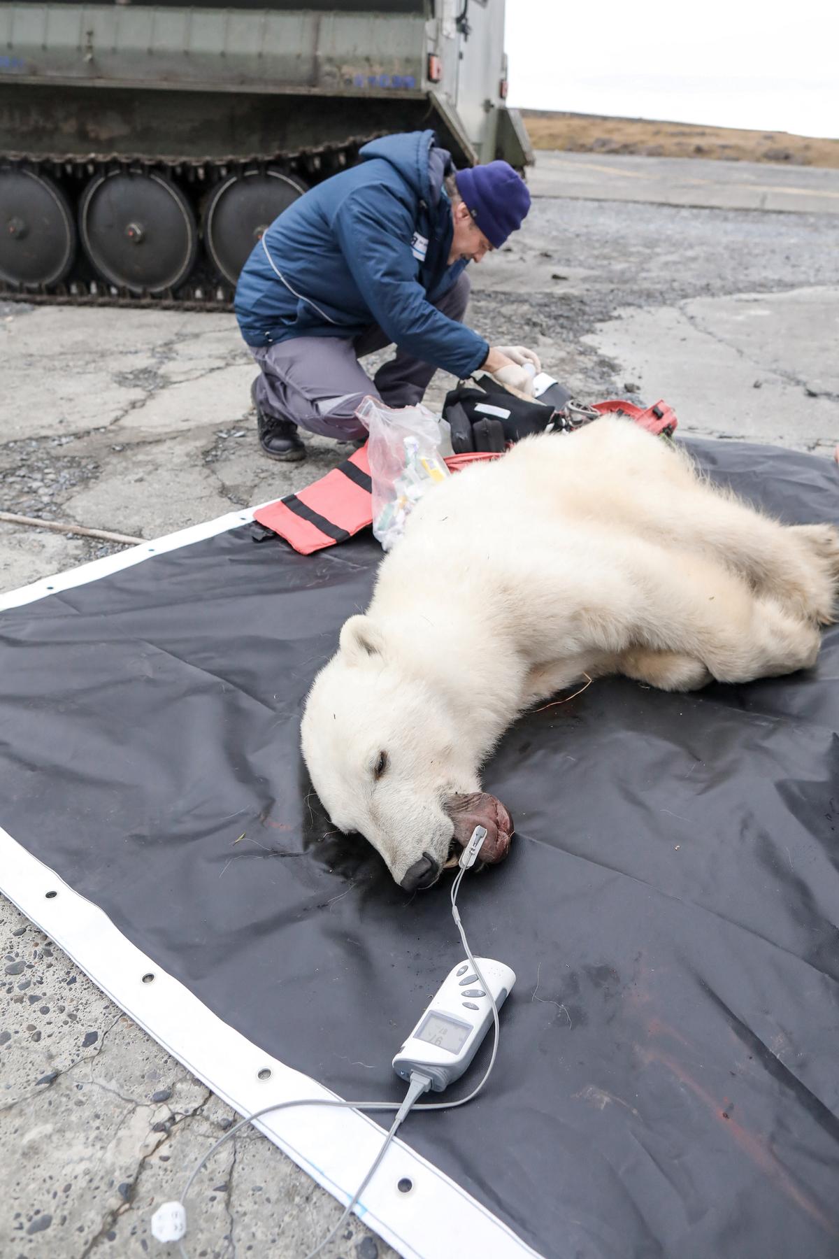Chief veterinarian of the Moscow Zoo Mikhail Alshinetsky treats a sedated female polar bear whose tongue was stuck in a tin can in Russia, on July 21, 2022. (Courtesy of Nornickel via Reuters)