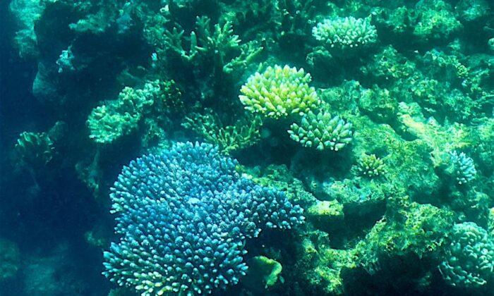 Most of Australia’s Great Barrier Reef Seeing Record High Coral Coverage Despite Bleaching Events