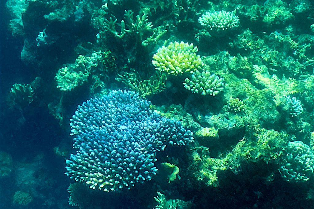 Most of Australia's Great Barrier Reef Seeing Record High Coral Coverage Despite Bleaching Events