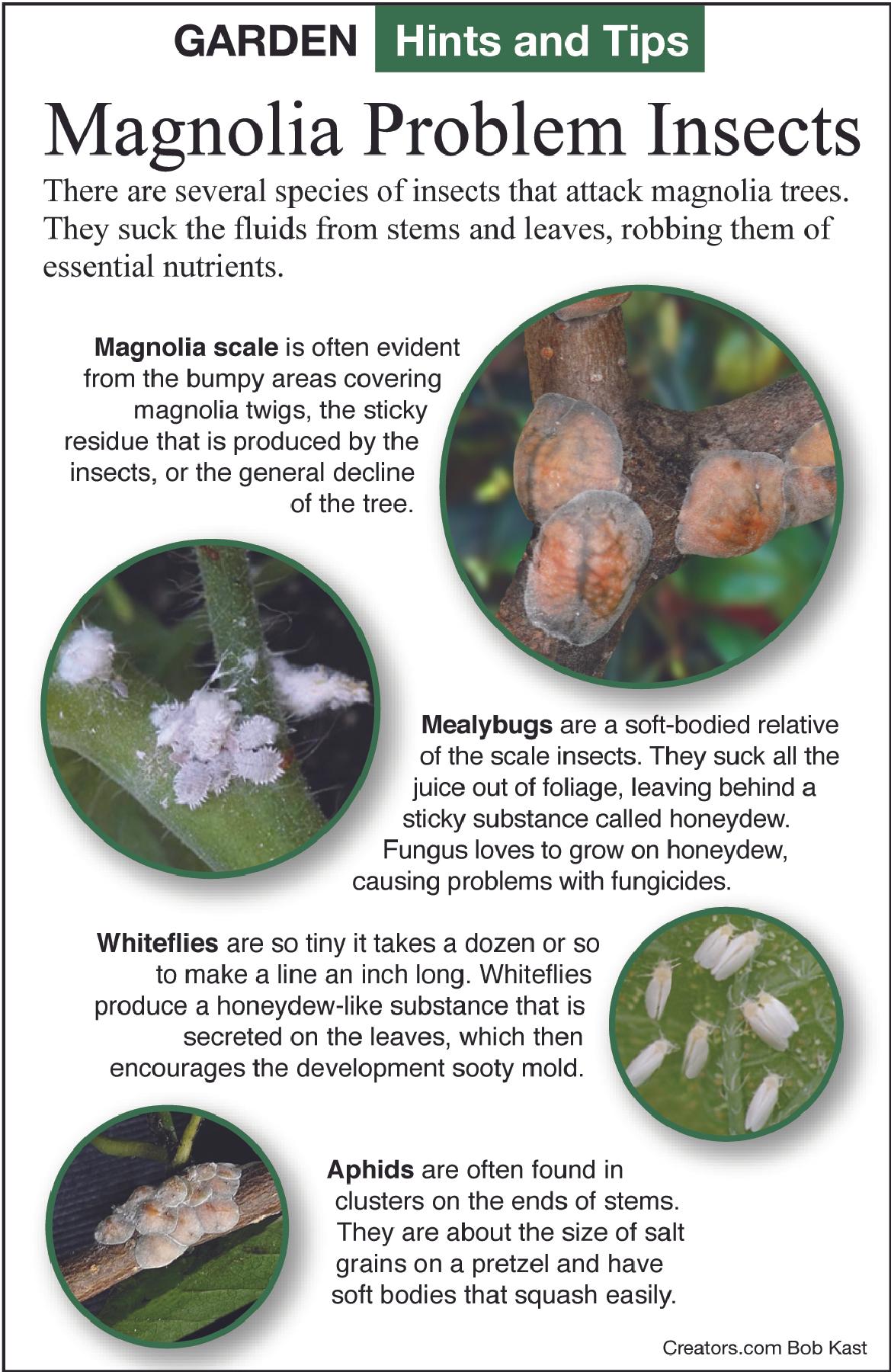 magnolia insects tip sheet