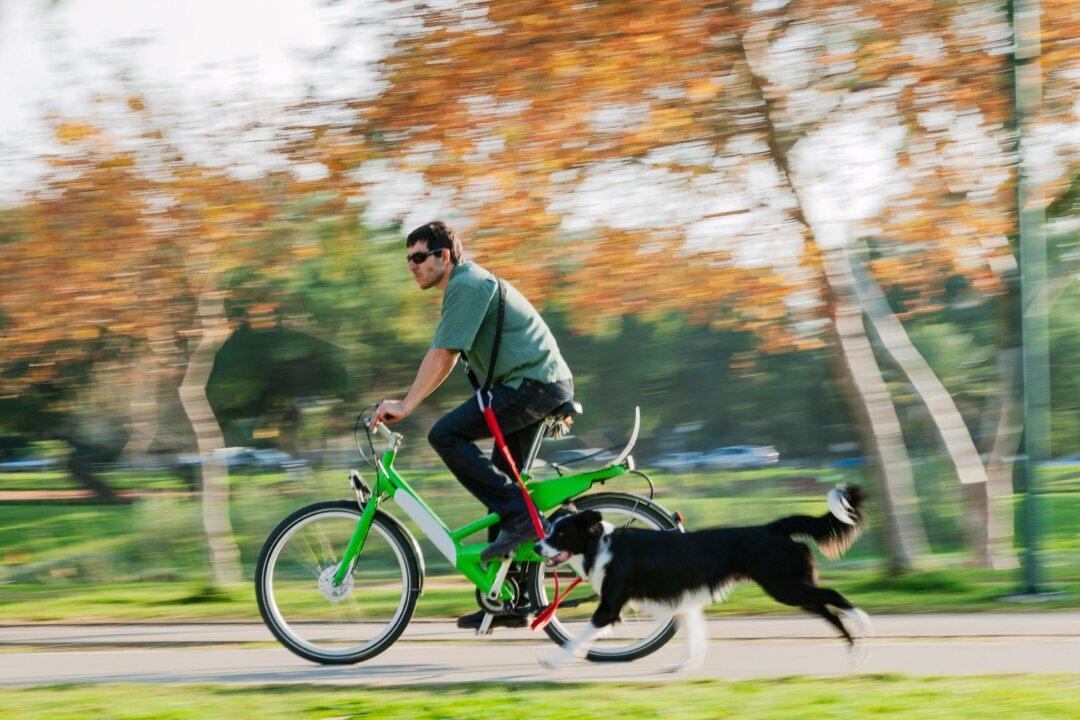 Can You Ride A Bike With Your Dog?