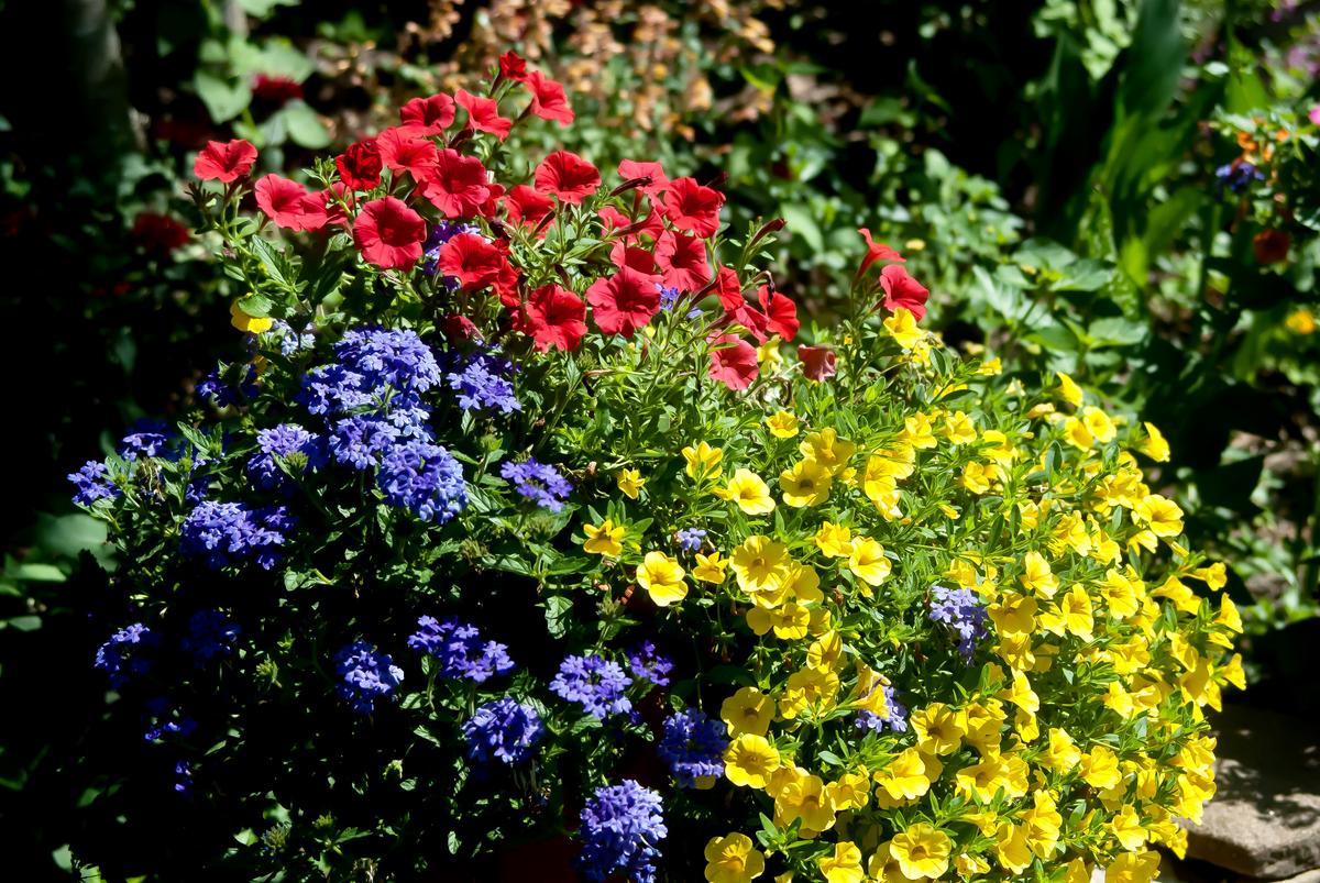 This container features triadic harmony or three colors equal distance apart on the color wheel. The plants are Supertunia Mini Vista Scarlet petunia, Superbena Royale Chambray verbena and Superbells Yellow calibrachoa. (Norman Winter/TNS)