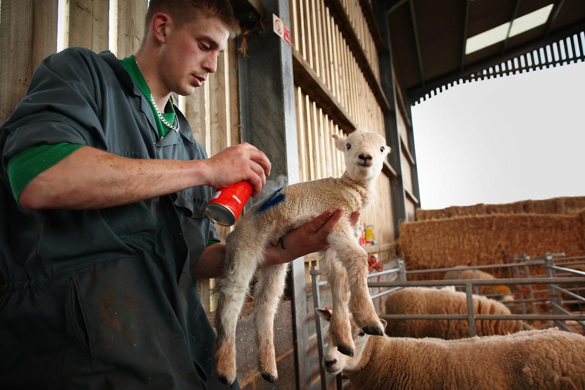 A farmer sprays a newborn lamb with an identification number during lambing at Barracks Farm in Fetcham, England, on March 31, 2011. (Peter Macdiarmid/Getty Images)