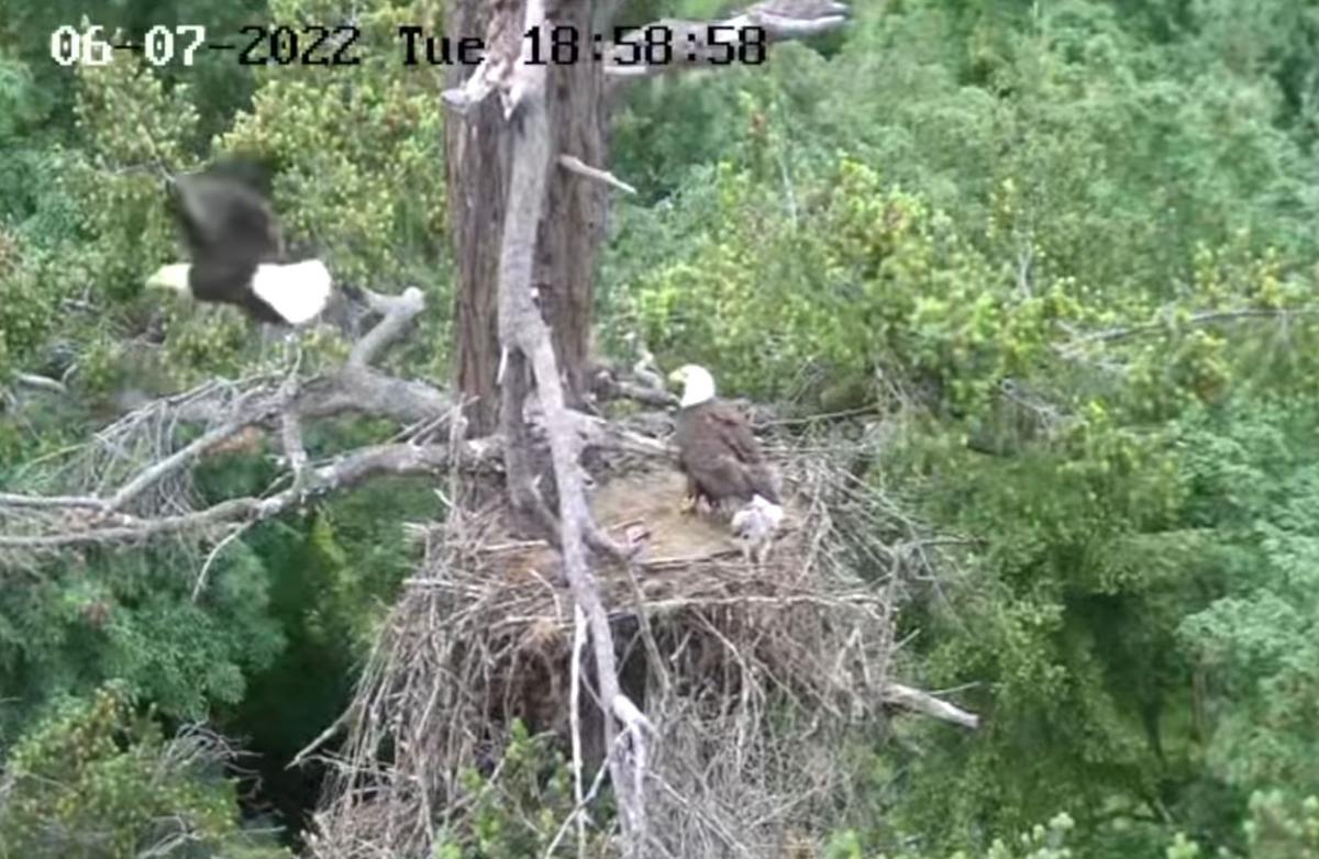 Footage from the bald eagle's nest-cam shows the whole family. (Courtesy of <a href="https://www.facebook.com/GROWLSOFGABRIOLA/">Pam McCartney, Growls</a>)
