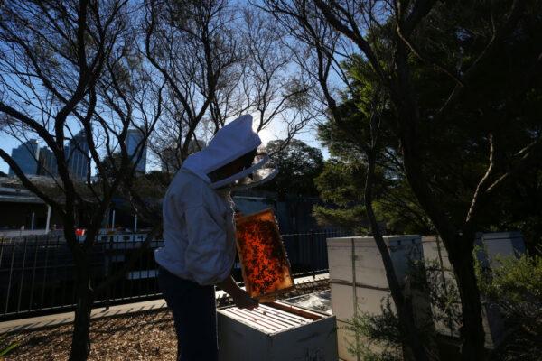 Apiarist Vicky Brown of The Urban Beehive inspects hives at a rooftop site in Woolloomooloo, Australia, on May 14, 2021. (Lisa Maree Williams/Getty Images)