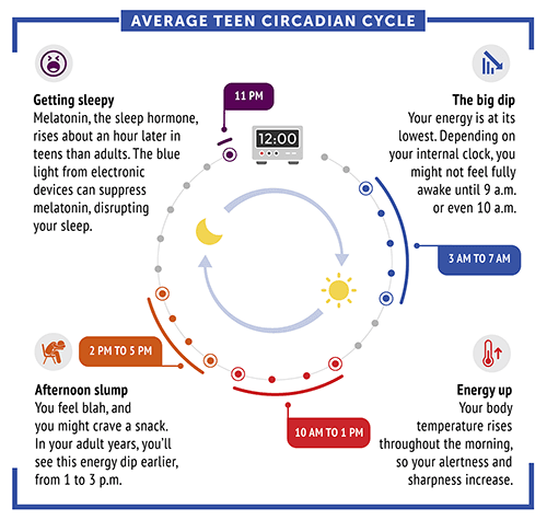 Circadian rhythm cycle of a typical teenager. (NIGMS)