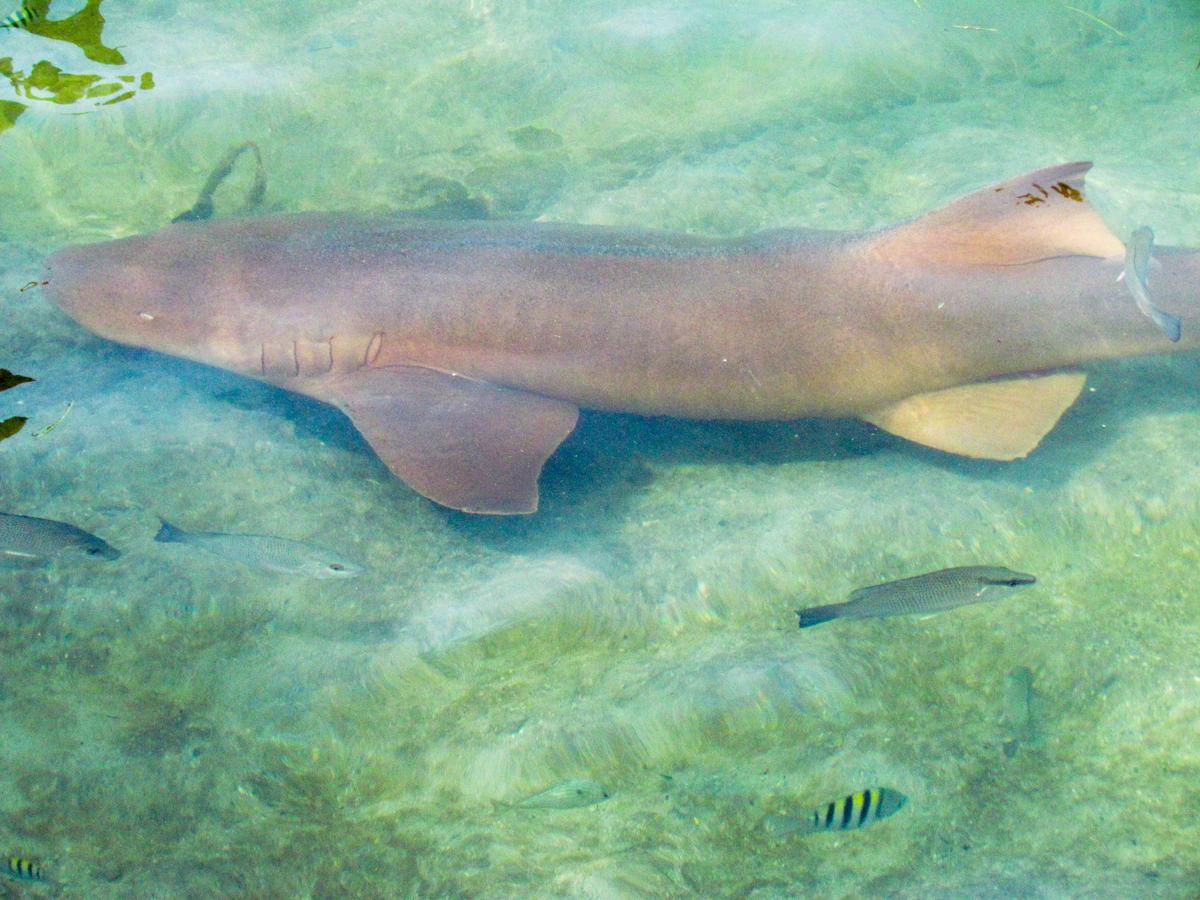 We got to see Nurse Sharks. (Courtesy of Michelle Sutter)