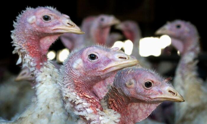 Deadly Bird Flu Returns to Midwest Earlier Than Expected