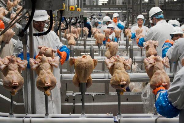 Workers process chickens at a poultry plant in Fremont, Neb., on Dec. 12, 2019. (Nati Harnik/AP Photo)