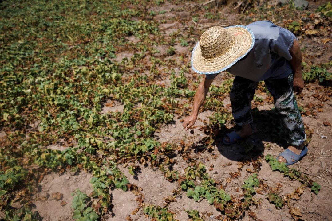 China’s Farmers Struggle to Save Crops as Heat Wave, Drought Drag On