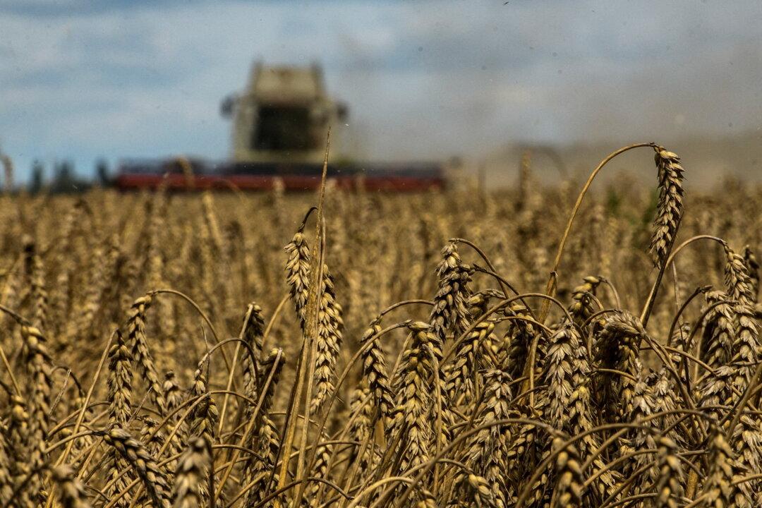 Wheat Climbs Over 5 Percent to 2-Week High as Russia Suspends Black Sea Agreement