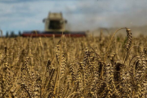 A combine harvests wheat in a field near the village of Zghurivka, amid Russia's attack on Ukraine, in Kyiv region, Ukraine on Aug. 9, 2022. (Viacheslav Musiienko/Reuters)
