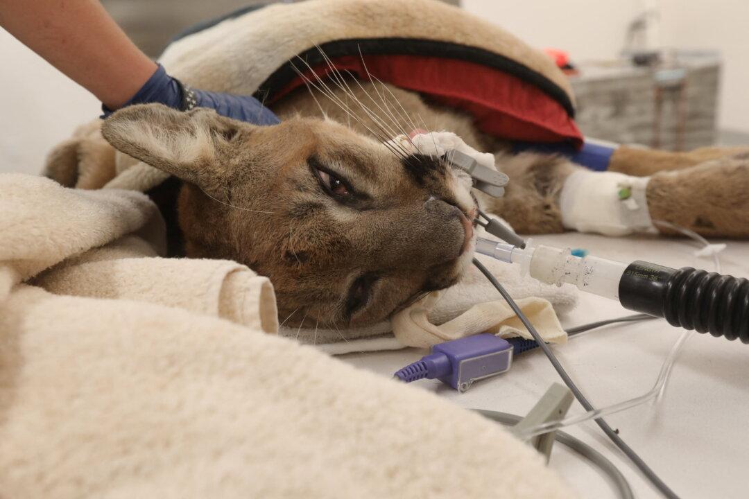 Mountain Lion Dies in Surgery After Being Shot by Police in California