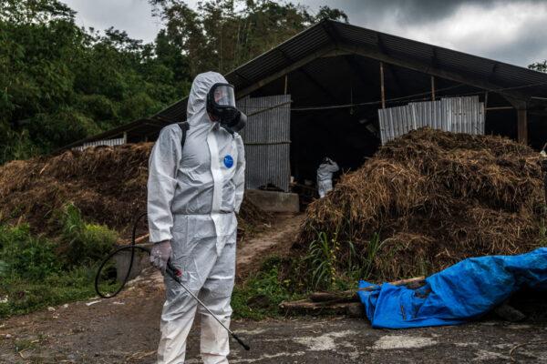 An officer prepares to spray disinfectant on a cattle farm infected with FMD in Yogyakarta, Indonesia, on July 22, 2022. (Ulet Ifansasti/Getty Images)