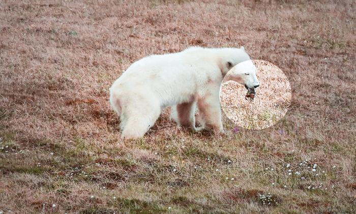 Polar Bear Cub Seeks Human for Help After Tongue Gets Stuck in Tin Can Near Outpost in Northern Russia