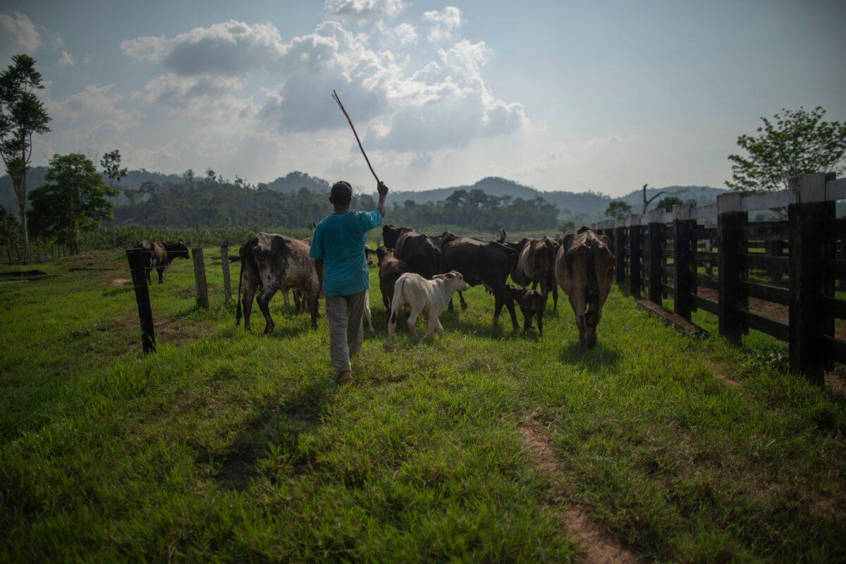 Brazilian farmer Jose Juliao do Nascimento, 60, drives cattle inside his farm in Sao Felix do Xingu, Para state, Brazil, on Sept. 20, 2021. (Mauro Pimentel/ AFP via Getty Images)