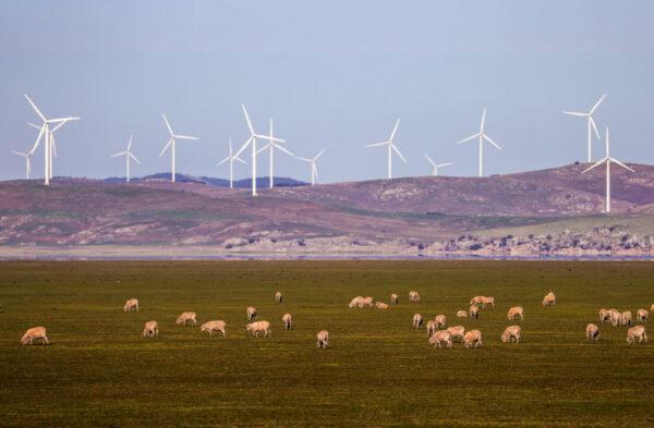 Sheep graze in front of wind turbines on Lake George on the outskirts of Canberra, Australia, on Sep. 1, 2020. (David Gray/Getty Images)