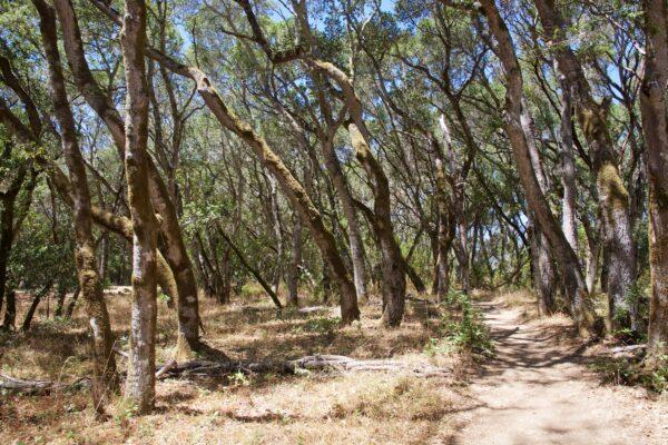 The one-mile estate trail winds through oak woodlands. (Courtesy of Karen Gough)