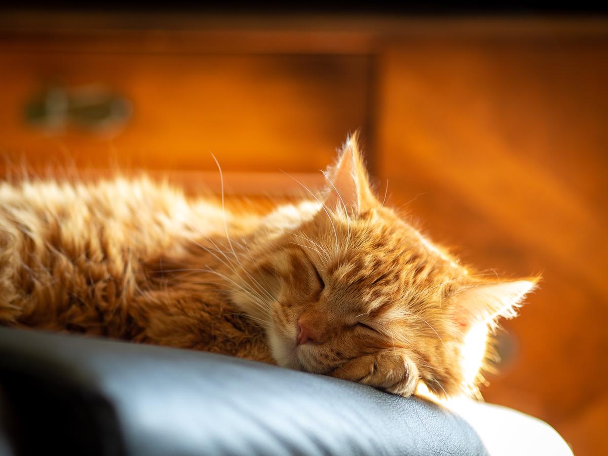 What Makes Cats Sleep So Much?