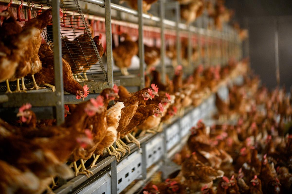 110,000 Hens to Be Slaughtered After Bird Flu Found on German Farm