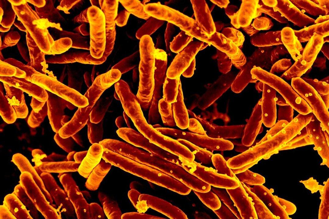 Surprising Immune-Boosting Benefits of Tuberculosis Vaccine