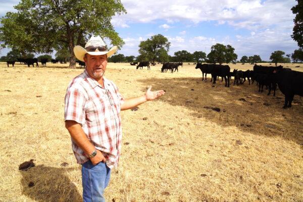 Kyle Foster surveys the cattle on his ranch in Cross Plains, Texas, on Aug. 10, 2022. (Allan Stein/The Epoch Times)