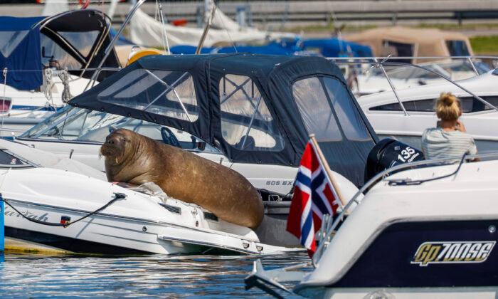 Norway Puts Down Freya the Walrus That Drew Oslo Crowds