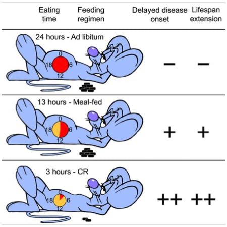 Compared with the ad libitum group, mice fed one meal per day had reduced insulin resistance and had an 11 percent longer life span; mice fed a daily meal with 30 percent calorie reduction had a 28 percent longer life span.