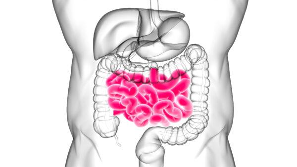 <span class="caption">Movement in the small intestine slows down during stress, but in the colon, it speeds up. </span>(mybox/shutterstock)