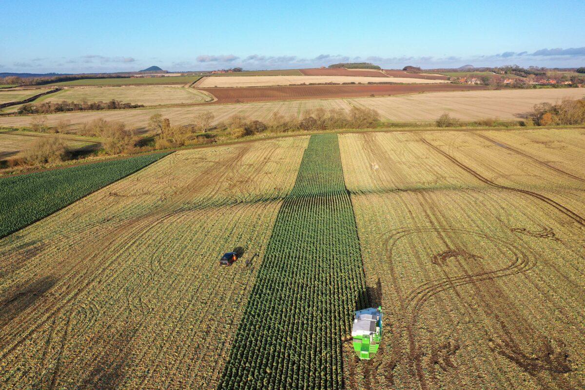 Workers at East Lothian produce harvest a field of sprouts in Dunbar, Scotland, on Nov. 25, 2020. (Jeff J Mitchell/Getty Images)