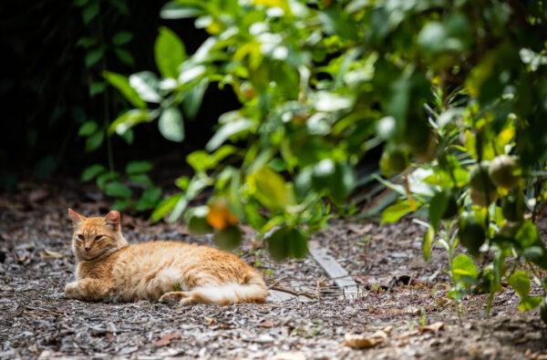A stray cat sits in the historical district of San Juan Capistrano, Calif., on Aug. 16, 2022. (John Fredricks/The Epoch Times)