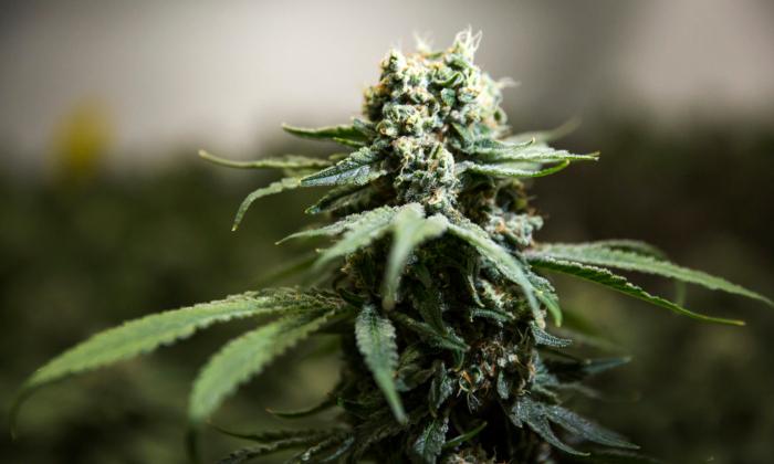 Candy Maker Mars Wins Lawsuit Against Marijuana Dealers Selling Drug-Infused ‘Skittles’