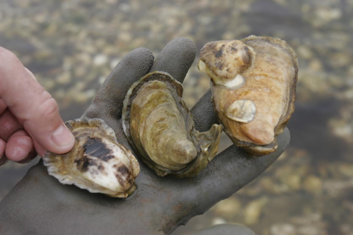 2 Deaths in Florida Linked to Raw Oysters From Louisiana