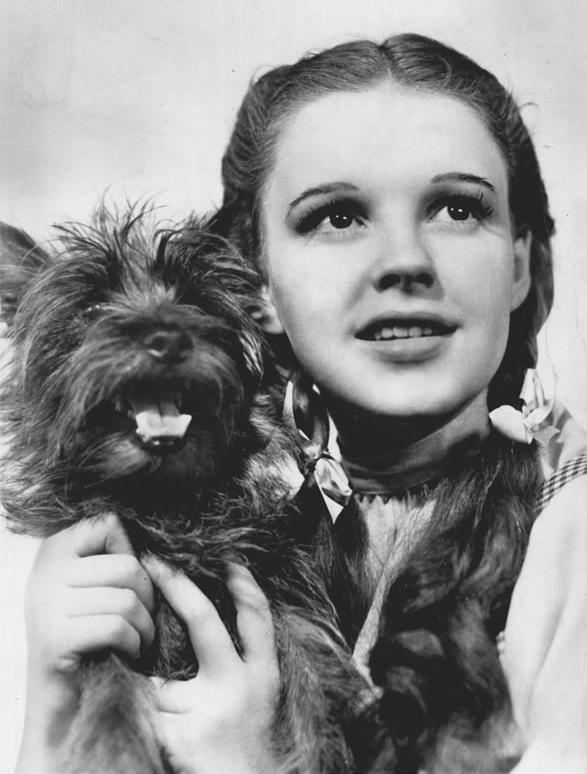 Publicity photo of Judy Garland as Dorothy Gale and American canine performer, Terry as Toto promoting the April 18, 1971 NBC television broadcast of the 1939 MGM feature film "The Wizard of Oz." (Public Domain)