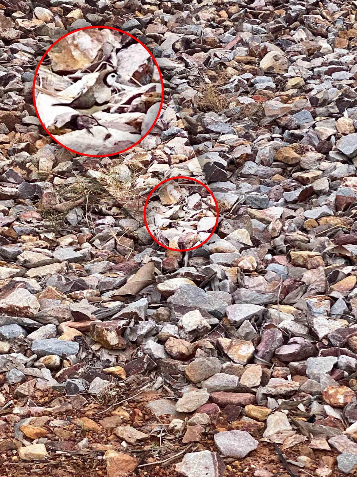 The finch hiding among the rocks is revealed. (Courtesy of Caters News)