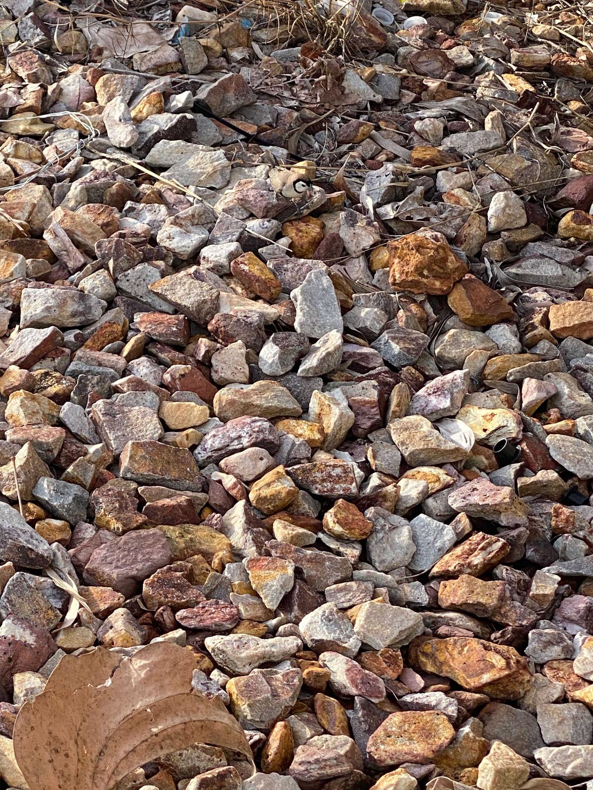 Another finch hiding among the rocks. (Courtesy of Caters News)