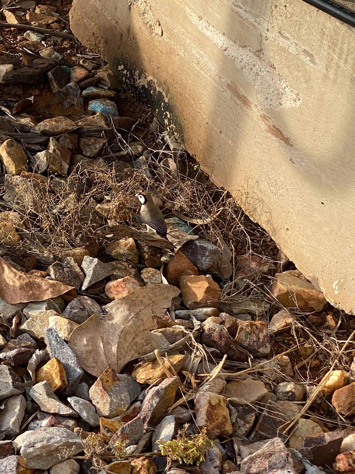 A finch hiding amid a bed of rocks. (Courtesy of Caters News)