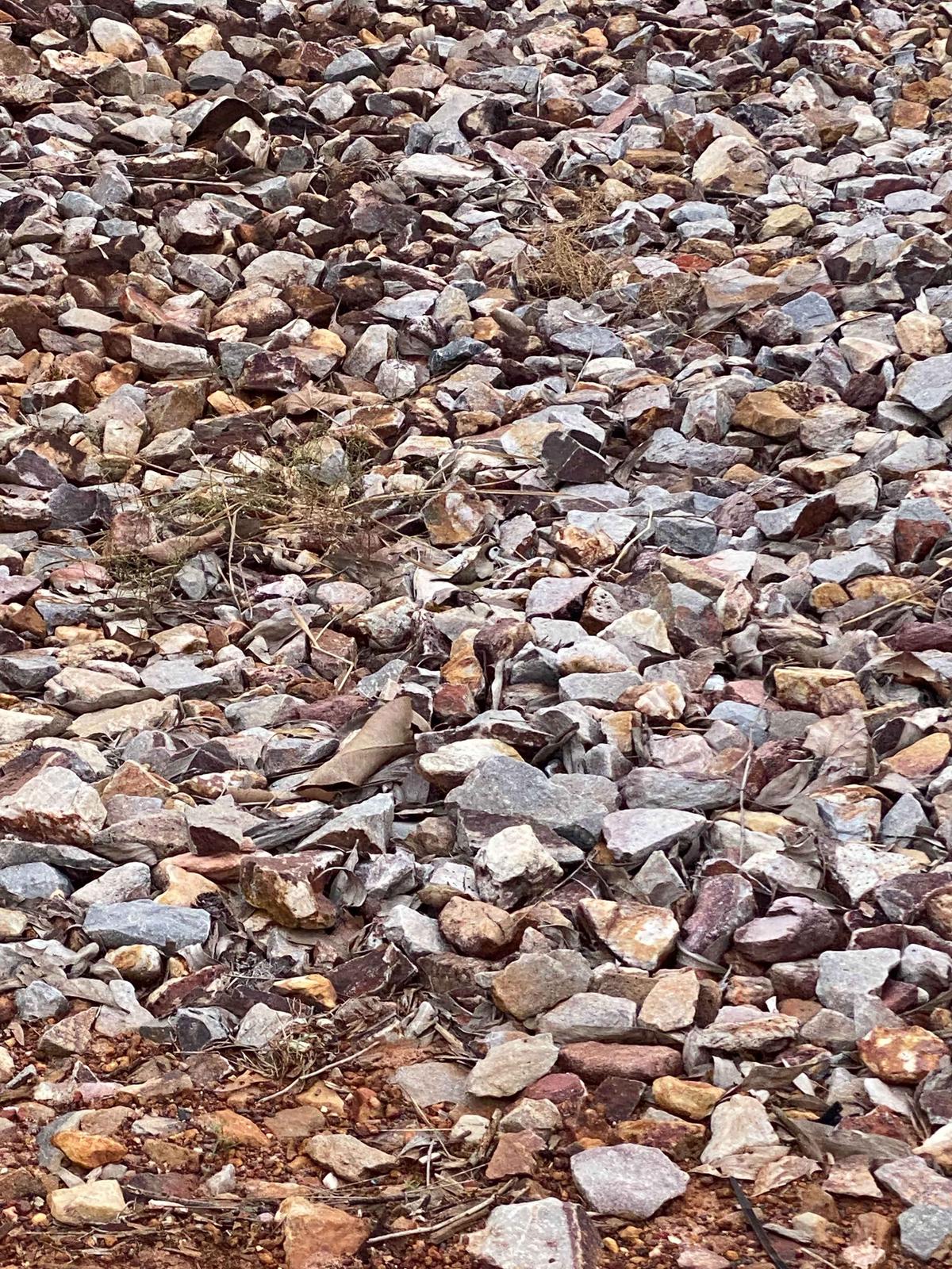 A finch hiding among the rocks. (Courtesy of Caters News)