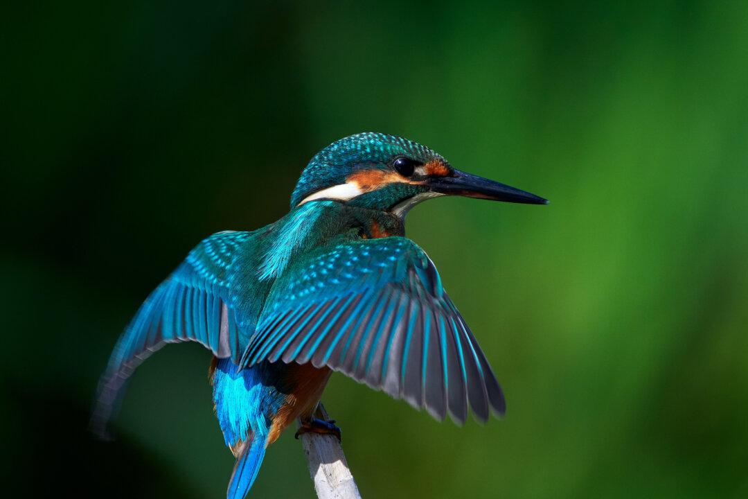 The Delicate Art of Kingfisher Feather ‘Enameling’