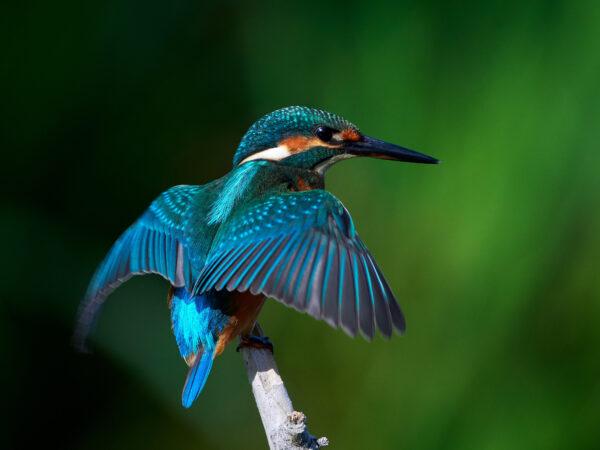 A common kingfisher, found across Europe and most of China, stretches its wings. The Chinese once prized the turquoise feathers of the kingfisher family, especially birds found in Vietnam and Cambodia. (Aaltair/Shutterstock)