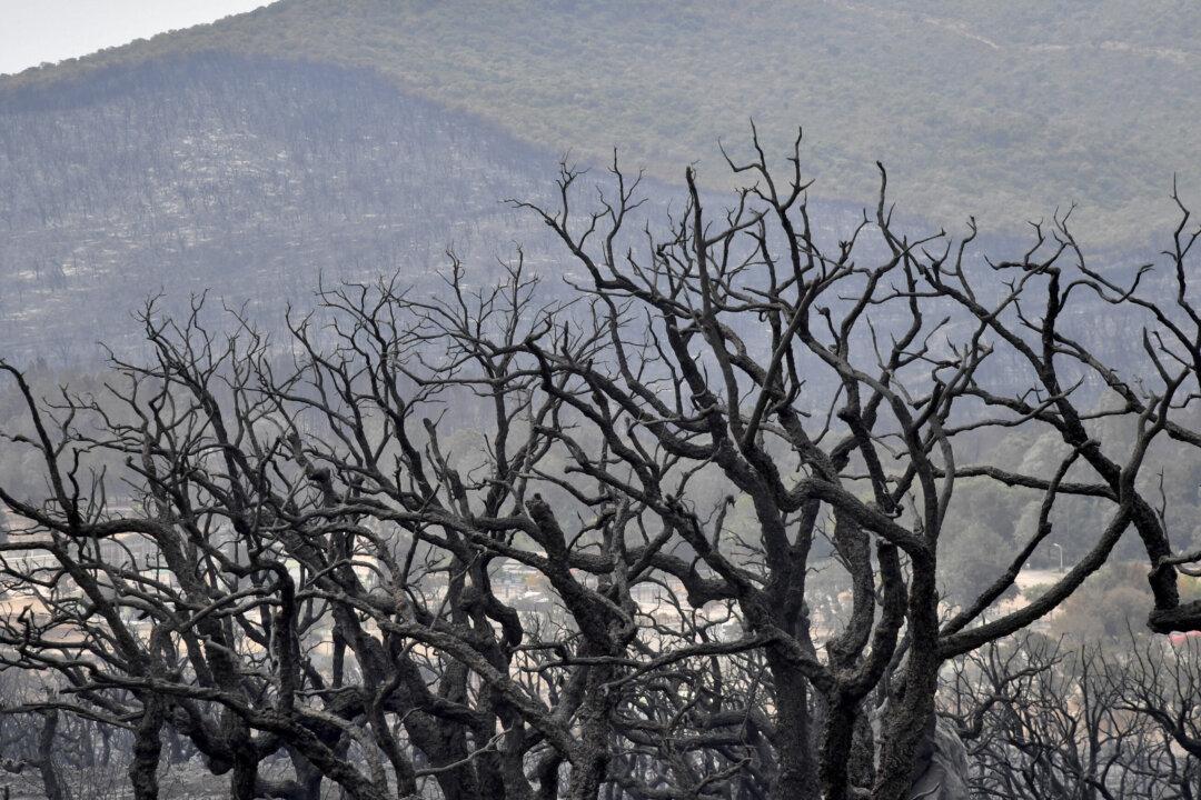 Wildfires in Algeria Kill at Least 37, Including Family of 5