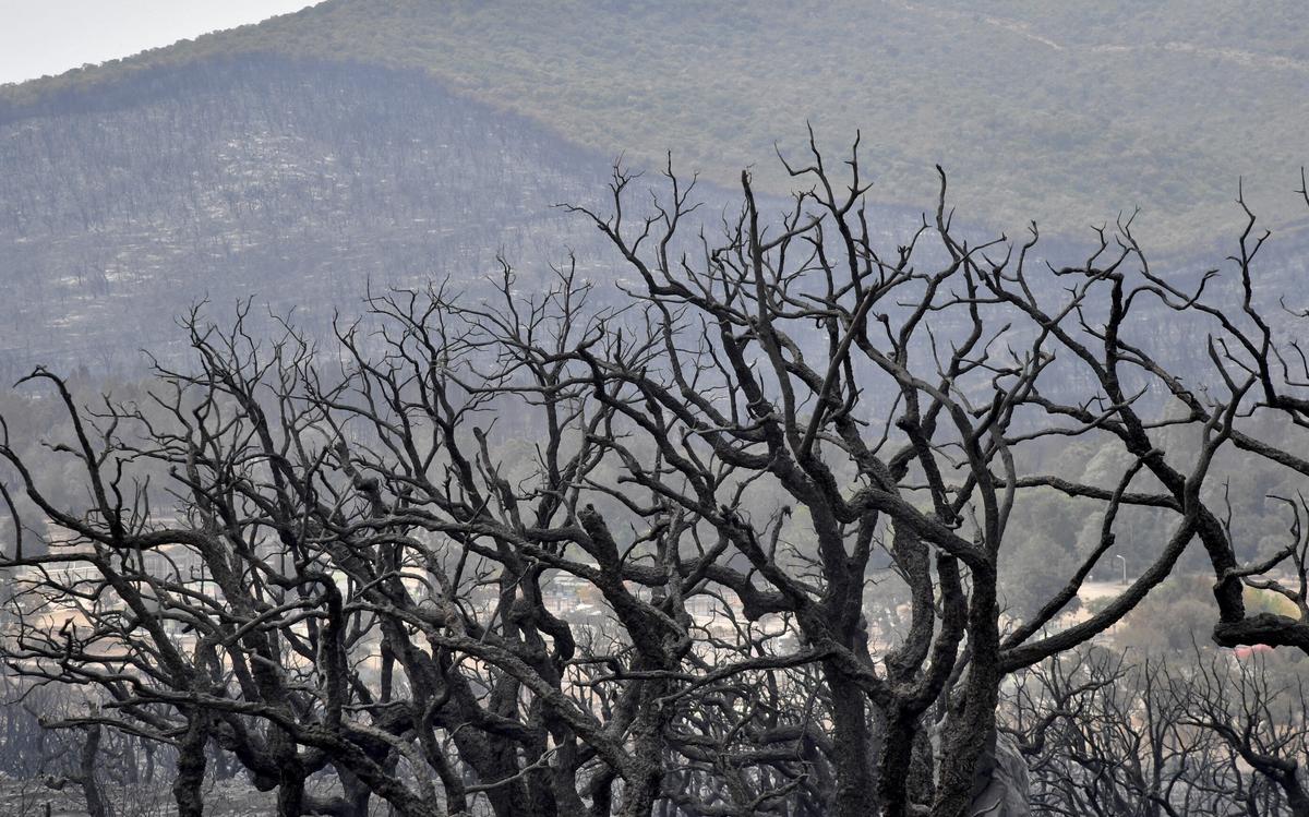 Wildfires in Algeria Kill at Least 37, Including Family of 5