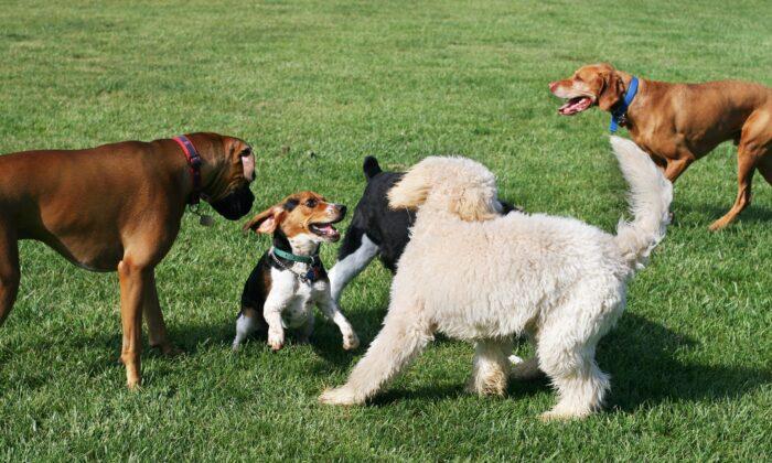 How Long to Stay at the Dog Park… and What to Do While You’re There