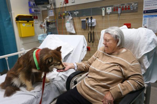 A therapy dog visits an emergency department patient at St Vincent's Hospital in Sydney, Australia, on Aug. 17, 2022. (Lisa Maree Williams/Getty Images)