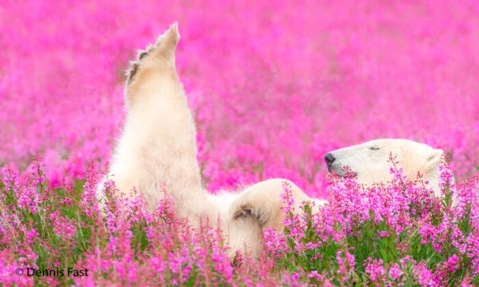Polar Bears on Summer Break: Rare Photos of Iconic Predators Relaxing in Flower Fields