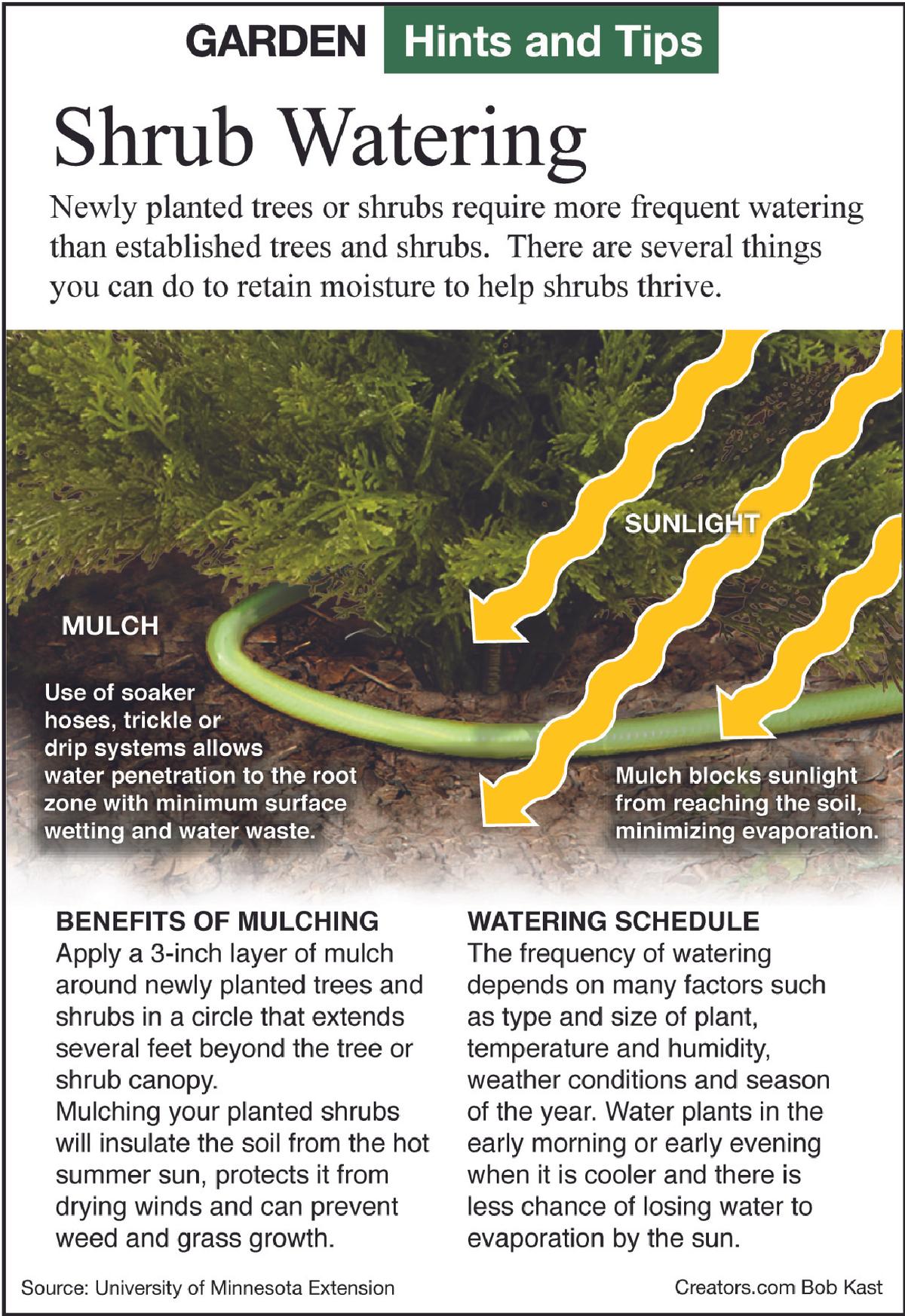 shrub watering tip sheet