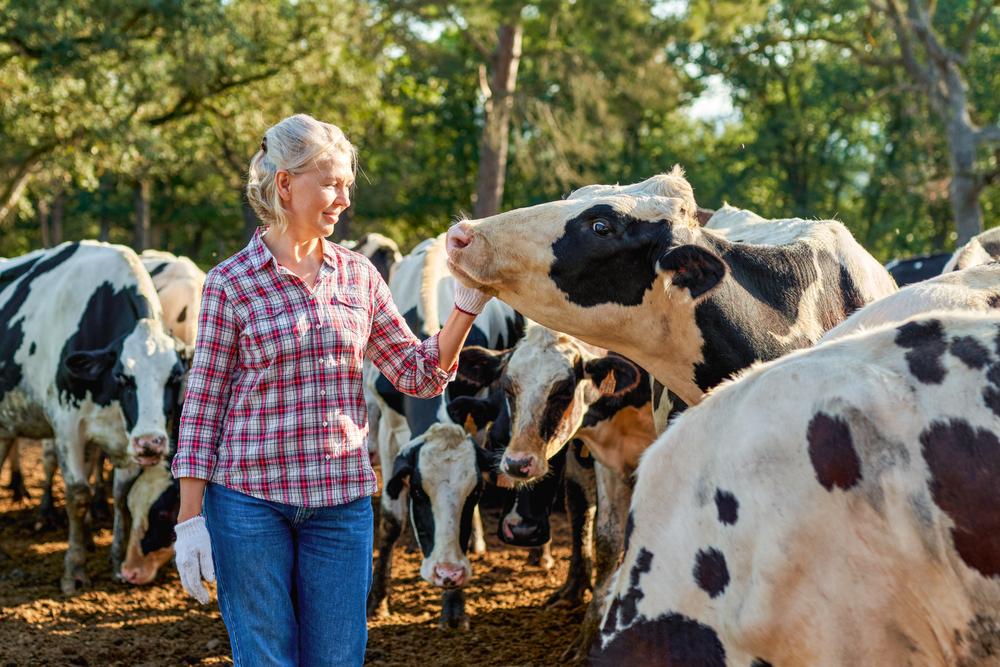 One of the many advantages of buying directly from a reputable farmer or rancher is that you will know how their animals are fed, treated, and butchered. (Jenoche/Shutterstock)