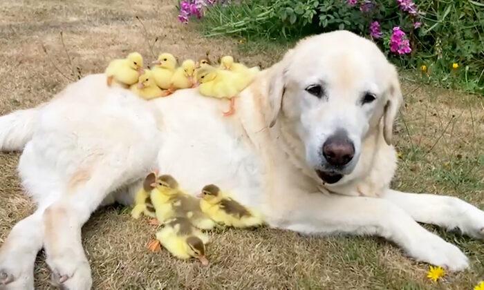 Labrador Retriever Becomes a ‘Foster Parent’ By Taking 15 Orphaned Ducklings Under His Paw