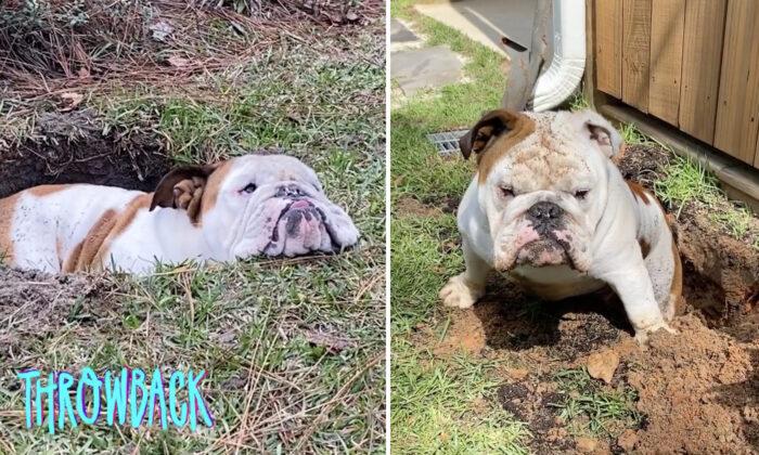 VIDEO: This Dog Loves Planting Himself in Newly Dug Garden Holes, Refusing to Leave