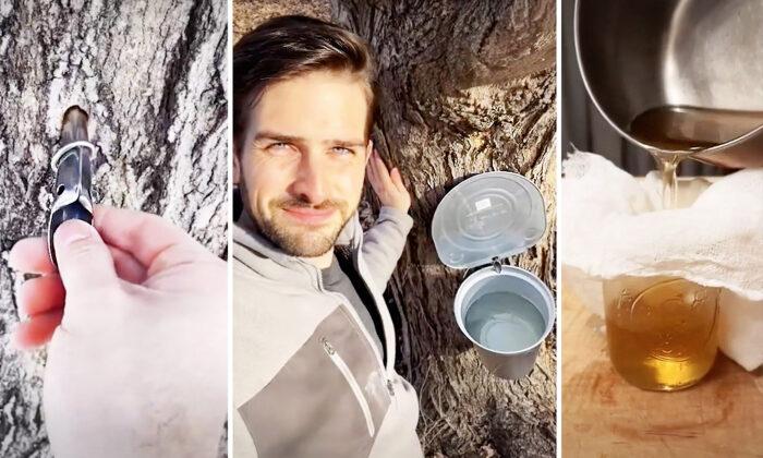 VIDEO: Michigan Dad Shows How Real Maple Syrup Is Made With Traditional Tree-Tapping Method—And Goes Viral